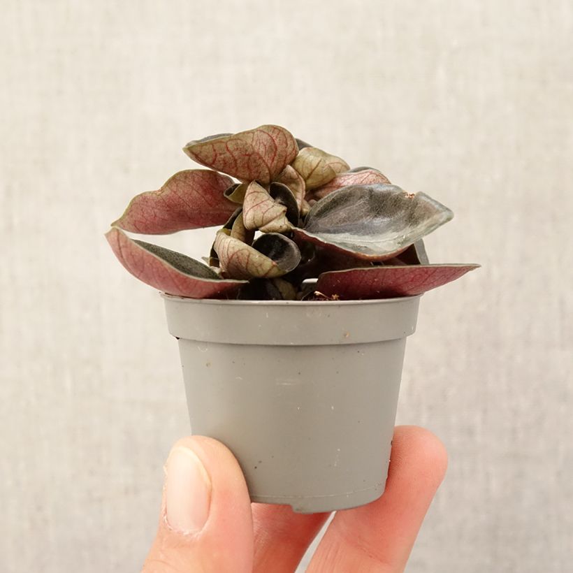 Exemplar von Philodendron sp. Colombia Mini-plante wie im Frühjahr geliefert