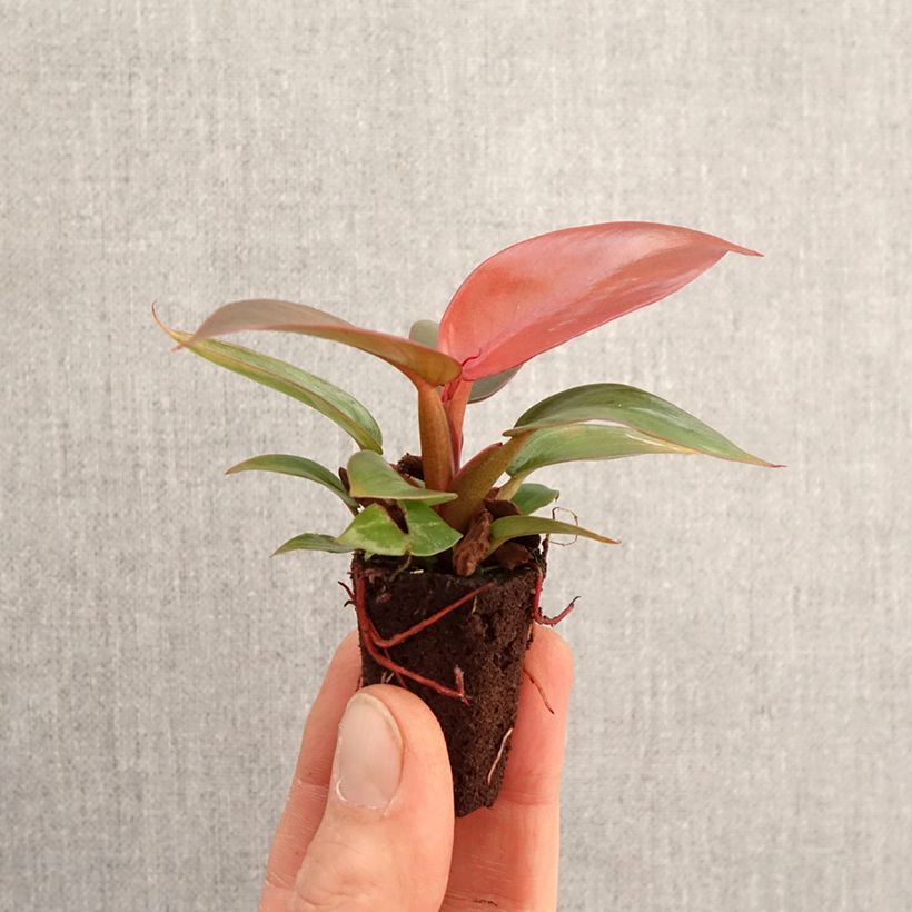 Exemplar von Philodendron Sun Red - Mini-motte Ø 3/4 cm wie im Frühjahr geliefert
