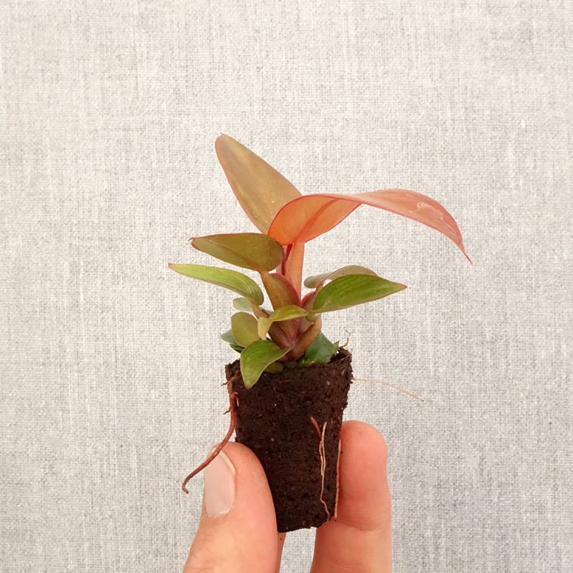 Exemplar von Philodendron Sunlight - Mini-motte Ø 3/4 cm wie im Frühjahr geliefert