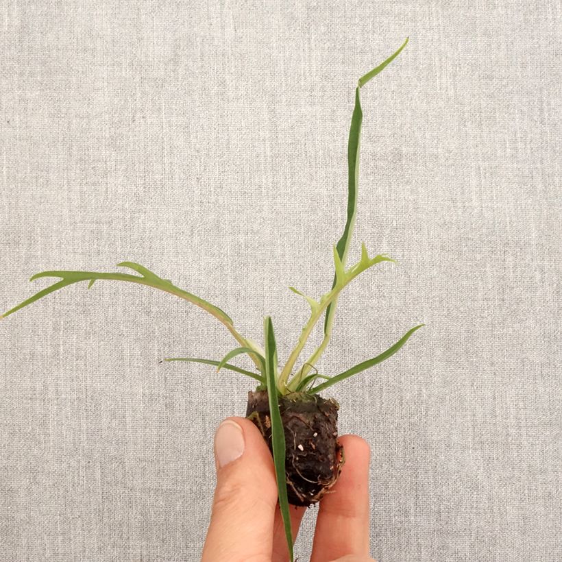 Exemplar von Philodendron tortum - Mini-motte Ø 3/4 cm wie im Frühjahr geliefert