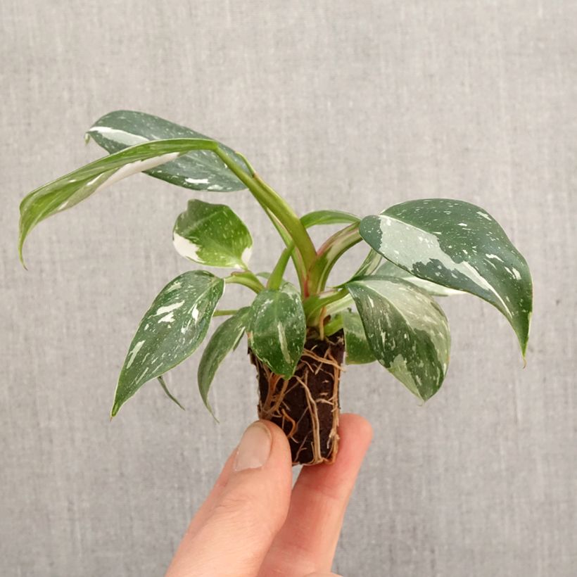 Exemplar von Philodendron White Princess - Mini-motte Ø 3/4 cm wie im Frühjahr geliefert