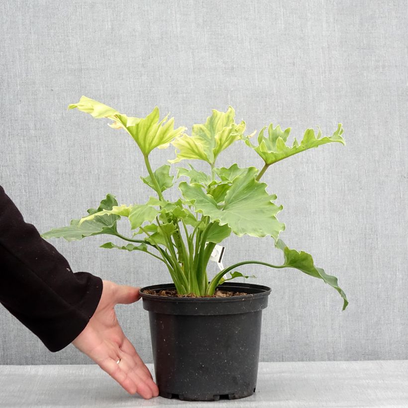 Exemplar von Philodendron xanadu Hope Topf mit 2L/3L wie im Winter geliefert