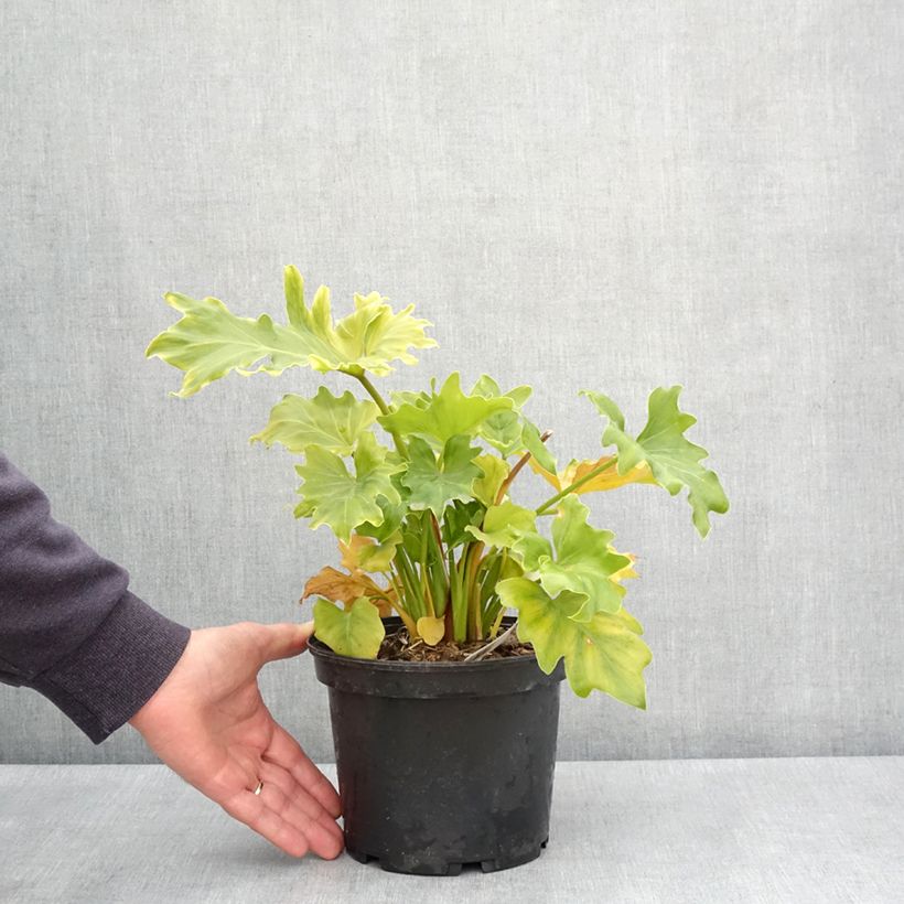 Exemplar von Philodendron xanadu Hope en pot de 2/3 litres wie im Frühjahr geliefert