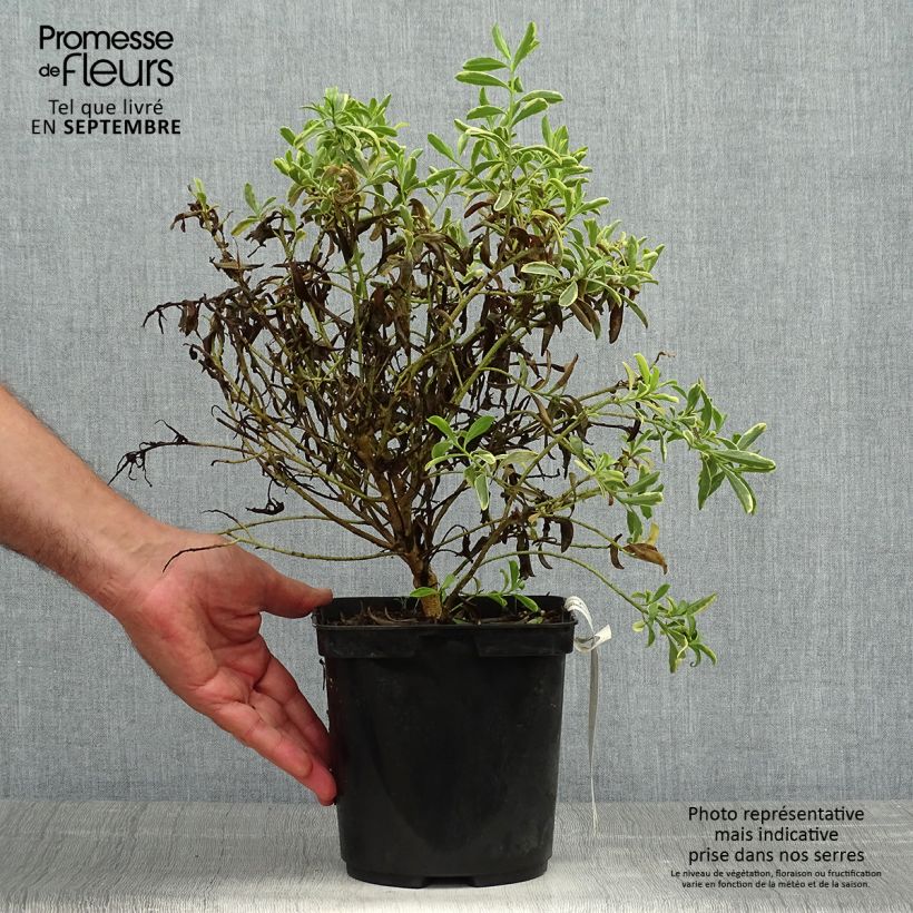 Exemplar von Eriostemon myoporoides Gold Touch - Langblättrige Wachsblume Topf mit 3L/4L wie im Herbst geliefert