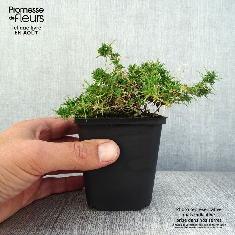 Exemplar von Polsterphlox Crackerjack - Phlox douglasii Kleine Töpfe von 8/9 cm wie im Sommer geliefert