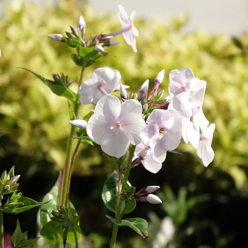 Hohe Flammenblume Fashionably Early Crystal - Phlox paniculata (Blüte)