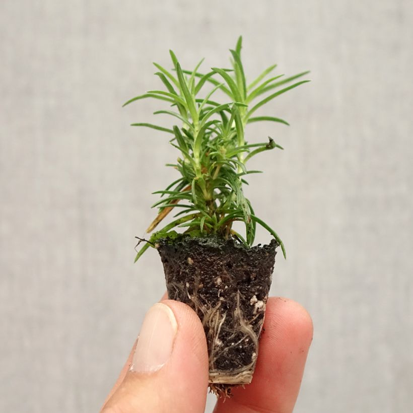 Exemplar von Pfriemenförmiger Phlox Amazing Grace - Phlox subulata Mini-Plug Ø 1,5/2,5 cm wie im Herbst geliefert