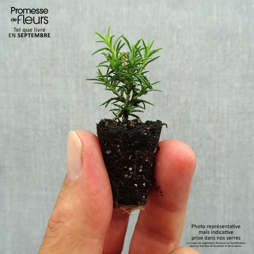 Exemplar von Pfriemenförmiger Phlox Candy Stripes - Phlox subulata Mini-Plug Ø 3/4 cm wie im Herbst geliefert