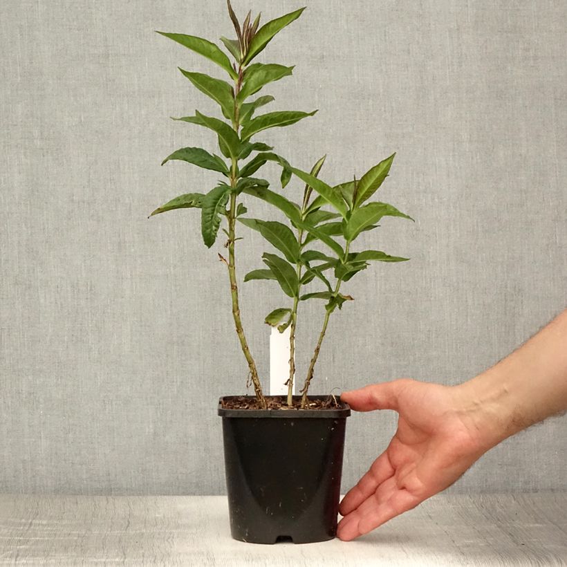 Exemplar von Hohe Flammenblume Bright Eyes - Phlox paniculata Topf mit 1,5L/2L wie im Sommer geliefert