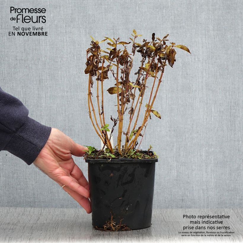 Exemplar von Hohe Flammenblume Butonik - Phlox paniculata Topf mit 2L/3L wie im Herbst geliefert