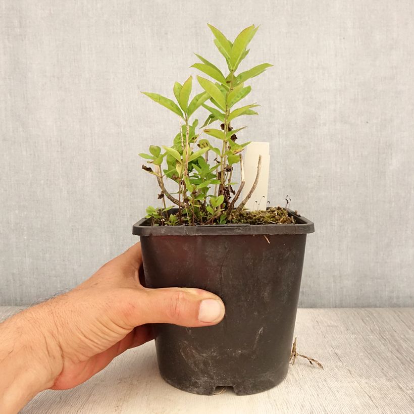 Exemplar von Hohe Flammenblume Butonik - Phlox paniculata Topf mit 2L/3L wie im Sommer geliefert