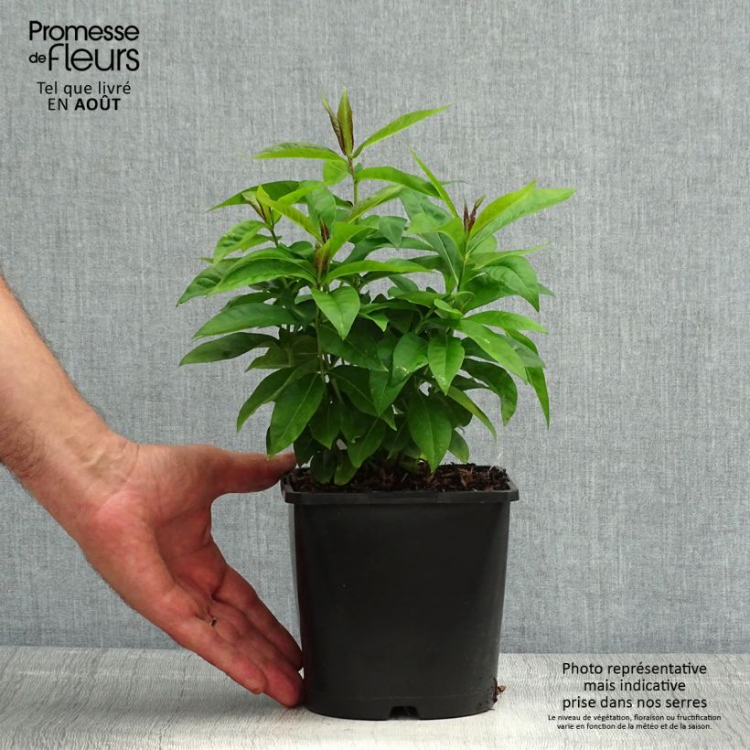 Exemplar von Hohe Flammenblume Famous Cerise - Phlox paniculata Topf mit 1,5L/2L wie im Sommer geliefert