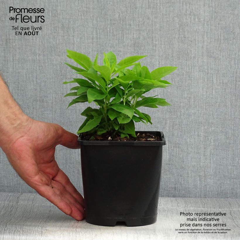 Exemplar von Hohe Flammenblume Famous White - Phlox paniculata Topf mit 2L/3L wie im Sommer geliefert