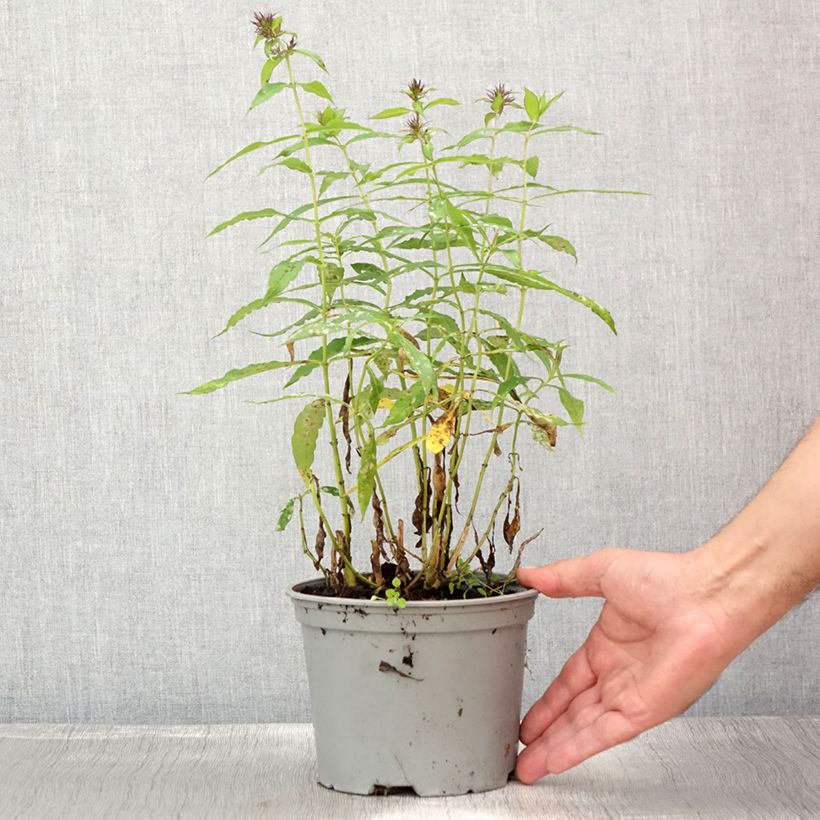 Exemplar von Hohe Flammenblume Hesperis - Phlox paniculata Topf mit 2L/3L wie im Sommer geliefert