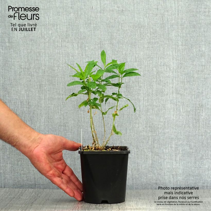 Exemplar von Hohe Flammenblume Laura - Phlox paniculata Topf mit 1,5L/2L wie im Sommer geliefert