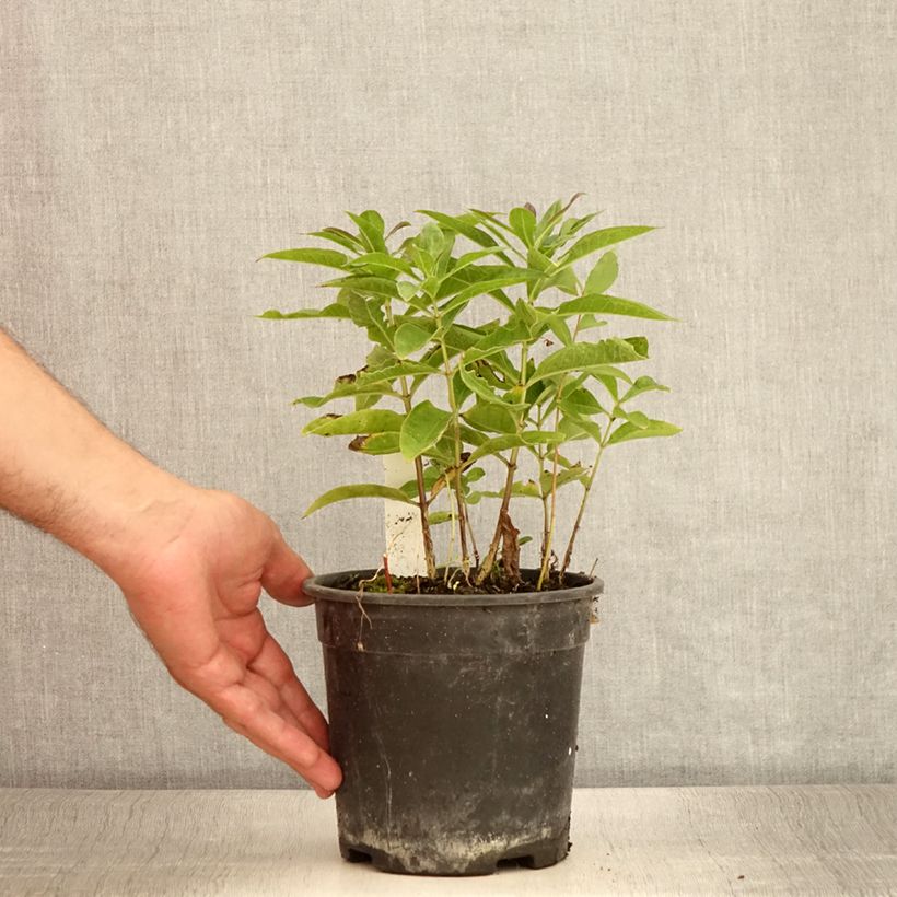 Exemplar von Hohe Flammenblume Little Laura - Phlox paniculata Topf mit 2L/3L wie im Sommer geliefert