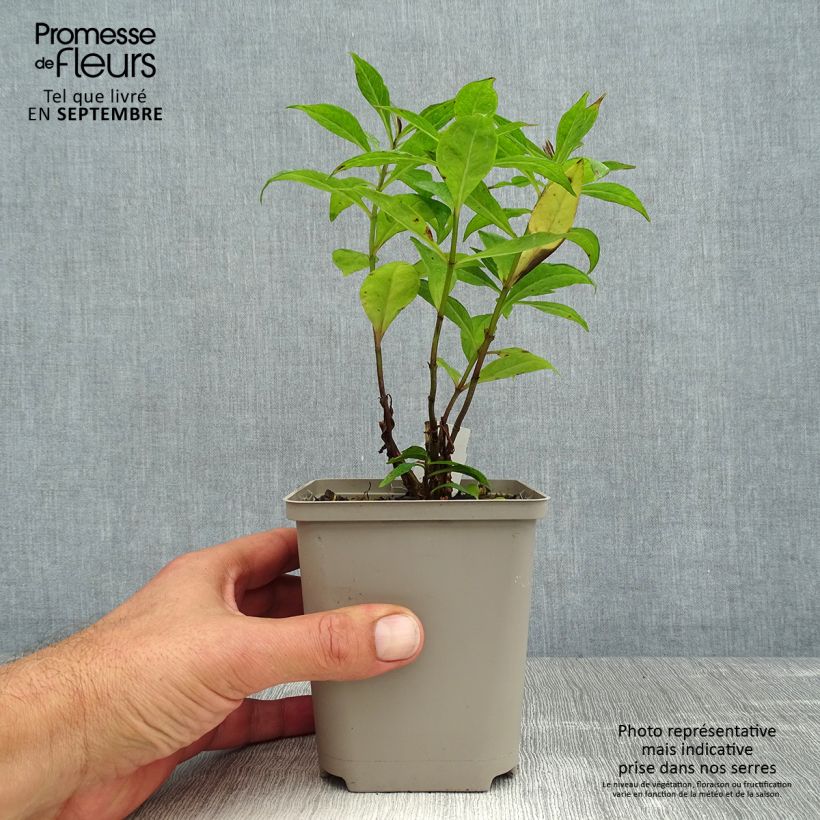 Exemplar von Hohe Flammenblume Orange Perfection - Phlox paniculata Kleine Töpfe von 7/8 cm wie im Sommer geliefert