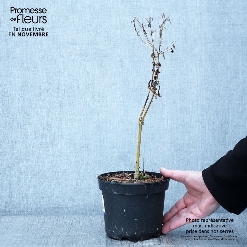 Exemplar von Hohe Flammenblume Uspech - Phlox paniculata Topf mit 2L/3L wie im Herbst geliefert