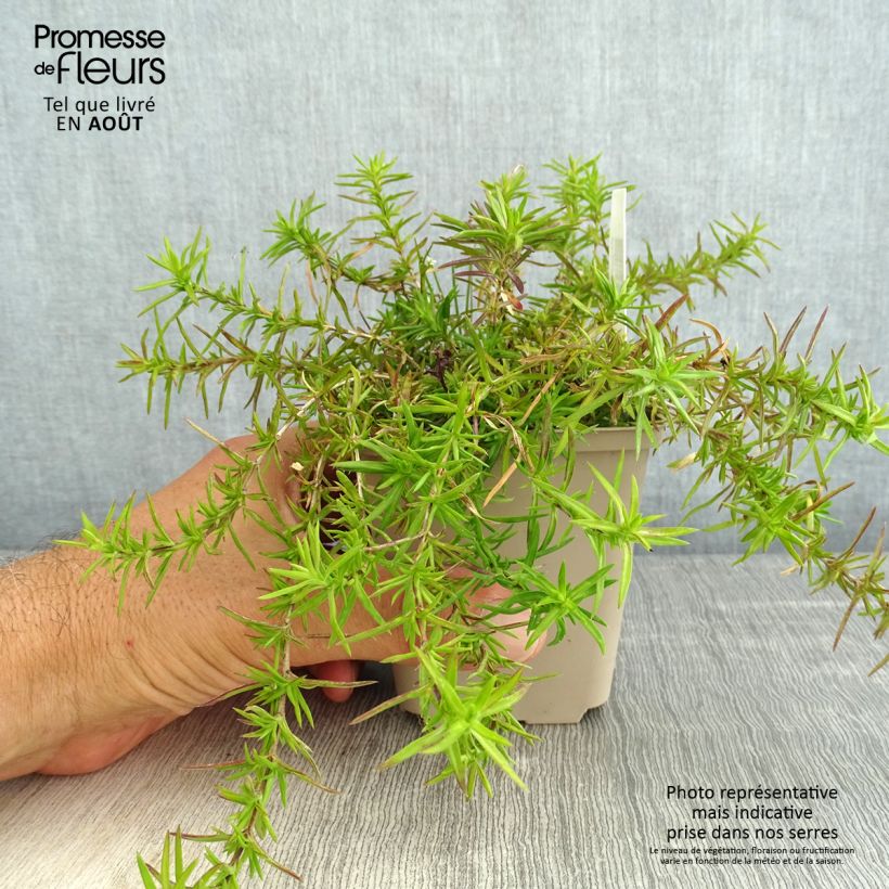 Exemplar von Pfriemenförmiger Phlox Atropurpurea - Phlox subulata Kleine Töpfe von 8/9 cm wie im Sommer geliefert