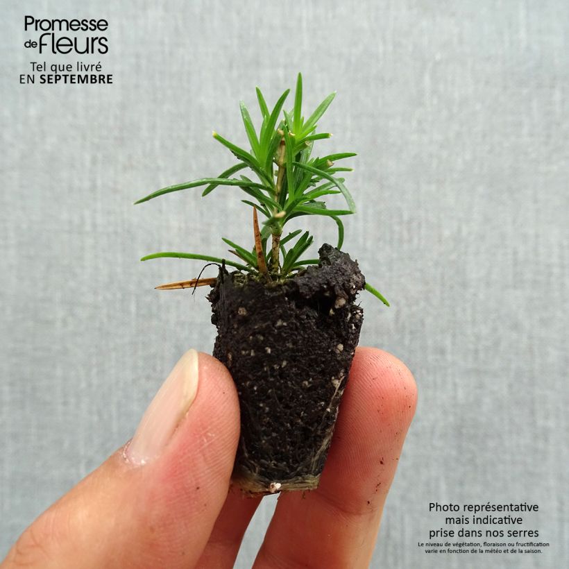 Exemplar von Pfriemenförmiger Phlox Cushion Blue - Phlox subulata Mini-Plug Ø 3/4 cm wie im Herbst geliefert