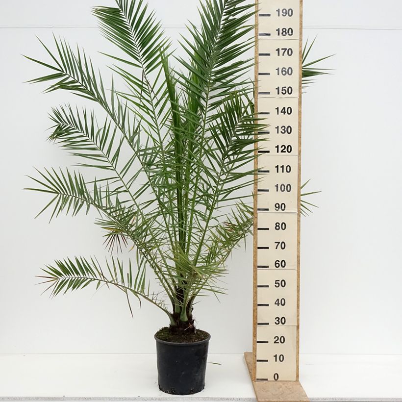 Exemplar von Phoenix canariensis - Kanarische Dattelpalme Topf mit 12L/15L wie im Frühjahr geliefert