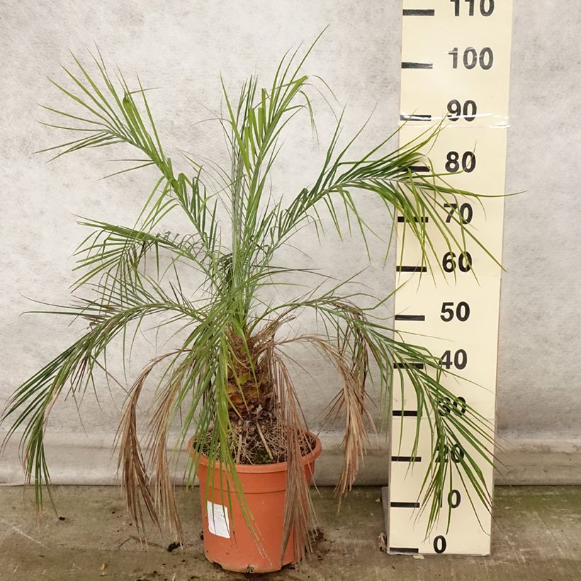 Exemplar von Phoenix roebelinii - Zwerge-Dattelpalme Topf mit 7,5L/10L wie im Herbst geliefert