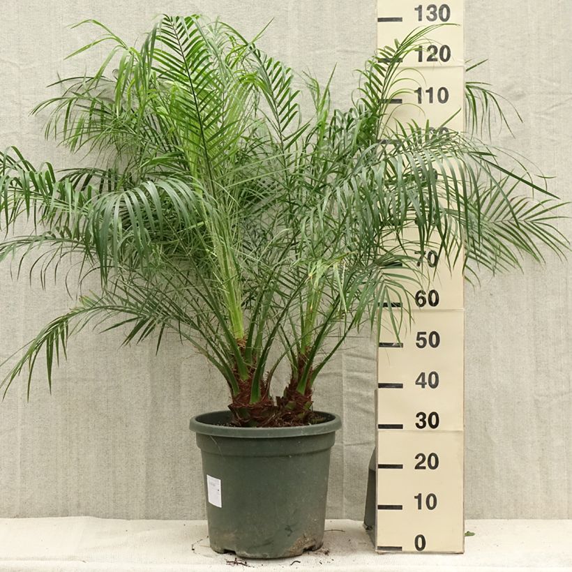 Exemplar von Phoenix roebelinii - Zwerge-Dattelpalme Topf mit 20L/25L wie im Sommer geliefert
