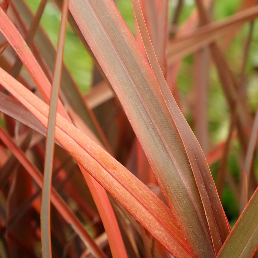 Phormium cookianum Bronze Baby (Laub)