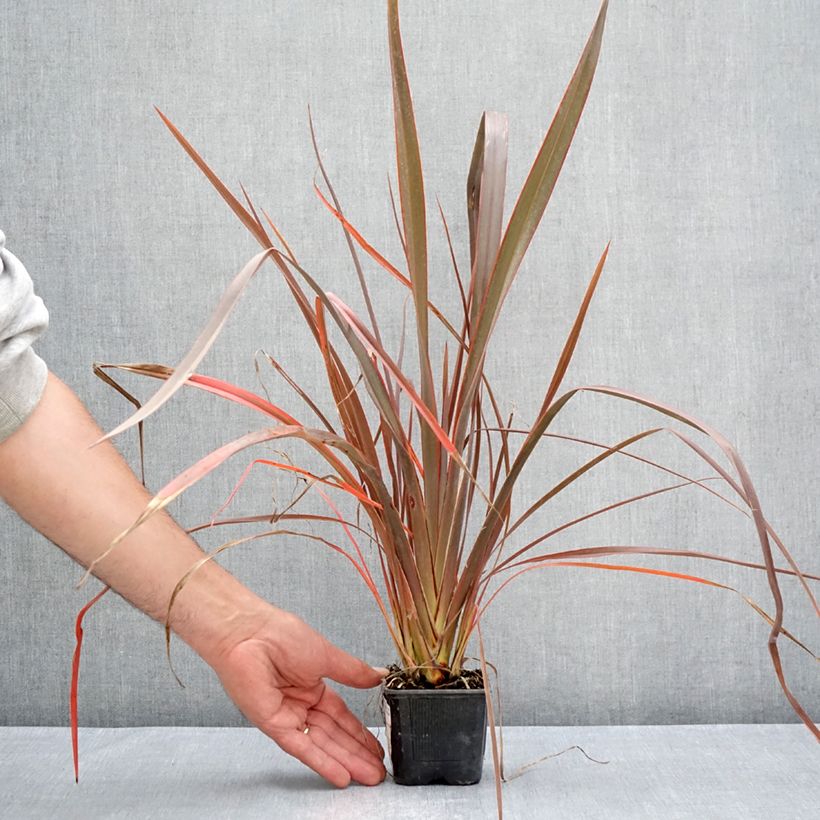 Exemplar von Phormium cookianum Bronze Baby Kleine Töpfe von 8/9 cm wie im Sommer geliefert