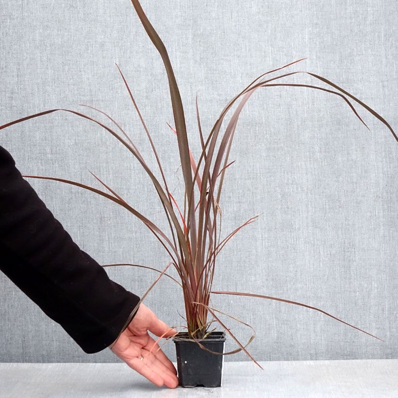 Exemplar von Phormium cookianum Bronze Baby Kleine Töpfe von 8/9 cm wie im Frühjahr geliefert