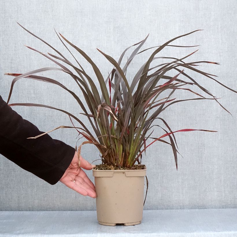 Exemplar von Phormium tenax Chocomint Topf mit 3L/4LGelieferte Höhe ca. 30/40cm wie im Frühjahr geliefert