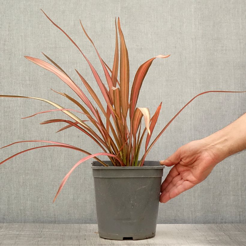 Exemplar von Phormium cookianum Maori Maiden Topf mit 3L/4L wie im Sommer geliefert