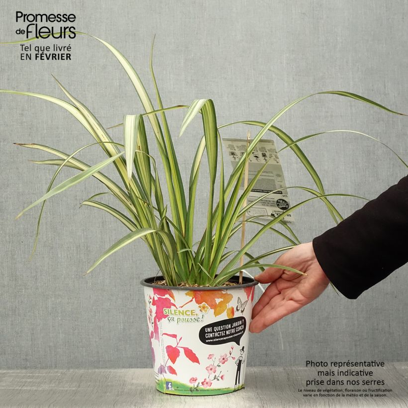Exemplar von Phormium cookianum subsp. hookeri Cream Delight Topf mit 4L/5L wie im Winter geliefert