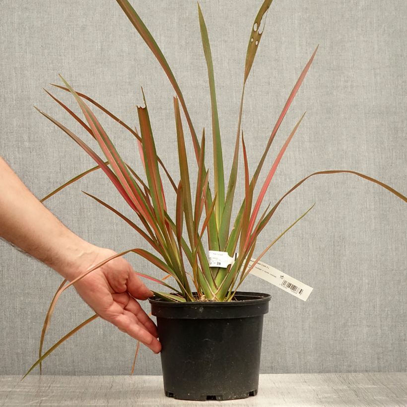 Exemplar von Phormium tenax Jester Topf mit 3L/4L wie im Sommer geliefert