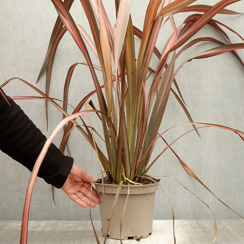 Exemplar von Phormium tenax Margaret Jones Topf mit 4L/5L wie im Herbst geliefert