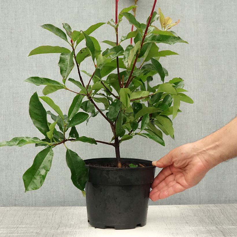 Exemplar von Rote Glanzmispel Camilvy - Photinia fraseri Topf mit 2L/3L wie im Sommer geliefert