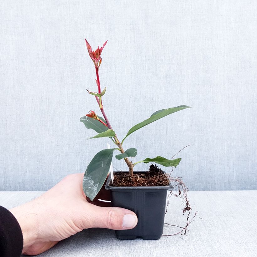 Exemplar von Rote Glanzmispel Camilvy - Photinia fraseri Kleine Töpfe von 8/9 cm wie im Winter geliefert