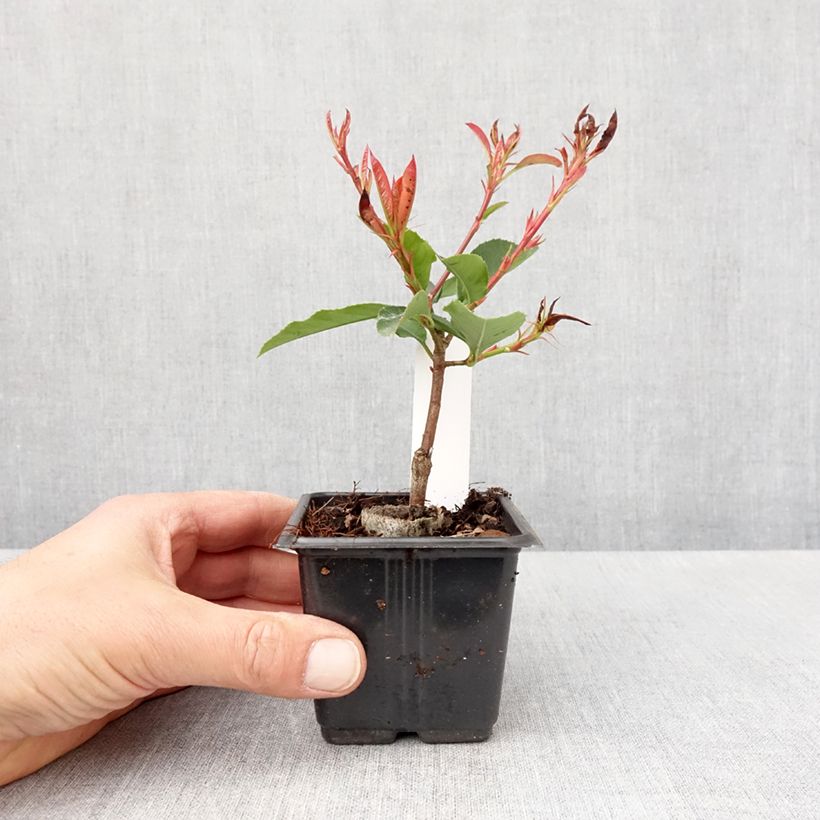 Exemplar von Rote Glanzmispel Camilvy - Photinia fraseri Kleine Töpfe von 8/9 cmGelieferte Höhe ca. 10/15cm wie im Frühjahr geliefert
