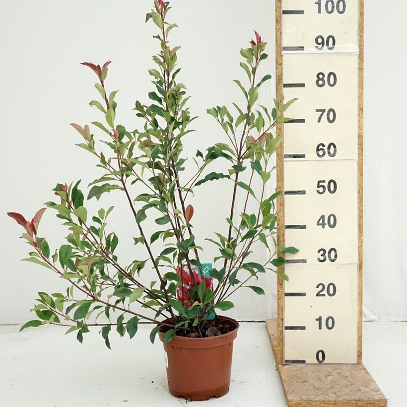 Exemplar von Rote Glanzmispel Dynamo Red - Photinia fraseri Topf mit 4L/5L wie im Sommer geliefert