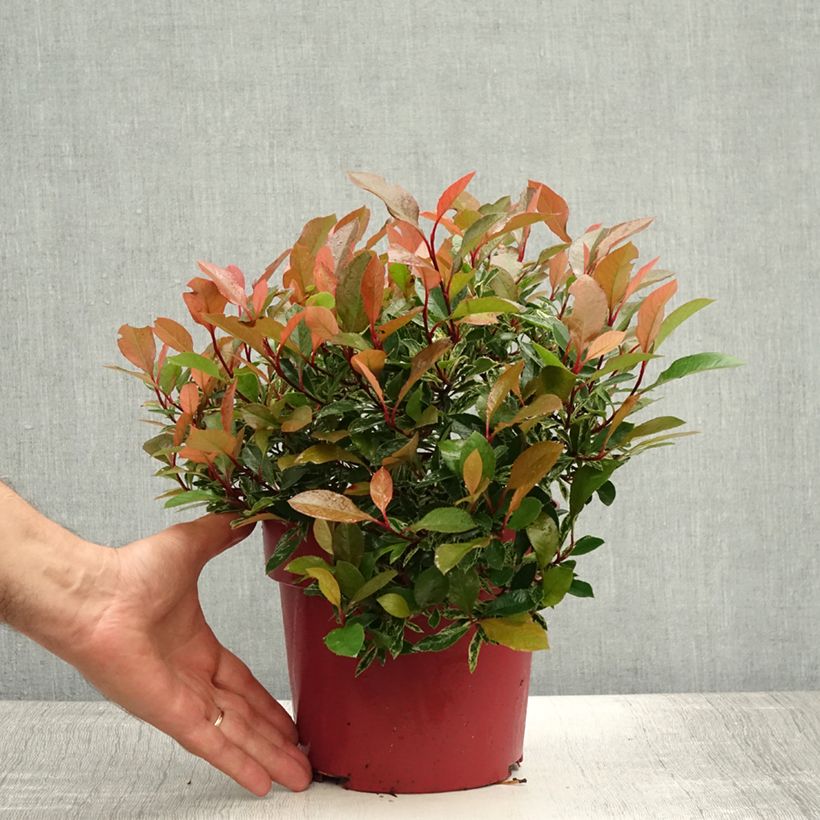 Exemplar von Rote Glanzmispel Little Fenna - Photinia fraseri Topf mit 2L/3L wie im Sommer geliefert