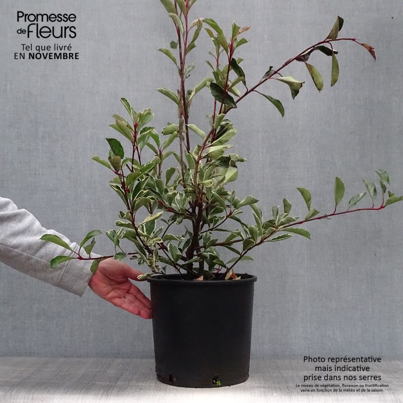 Exemplar von Weißgrüne Glanzmispel Pink Marble - Photinia fraseri Topf mit 7,5L/10L wie im Herbst geliefert