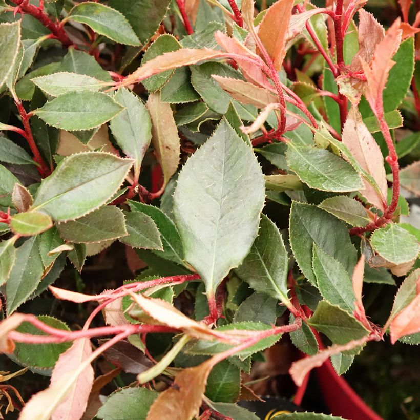Rote Glanzmispel Red Ballcoon - Photinia fraseri (Laub)