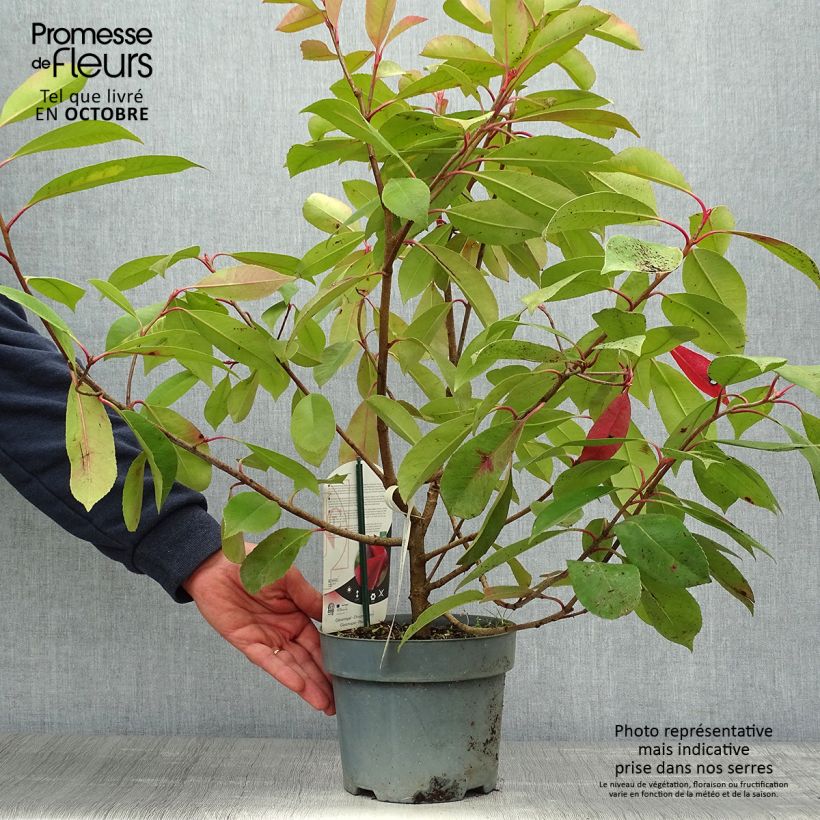 Exemplar von Rote Glanzmispel Red Light - Photinia fraseri Topf mit 3L/4L wie im Herbst geliefert