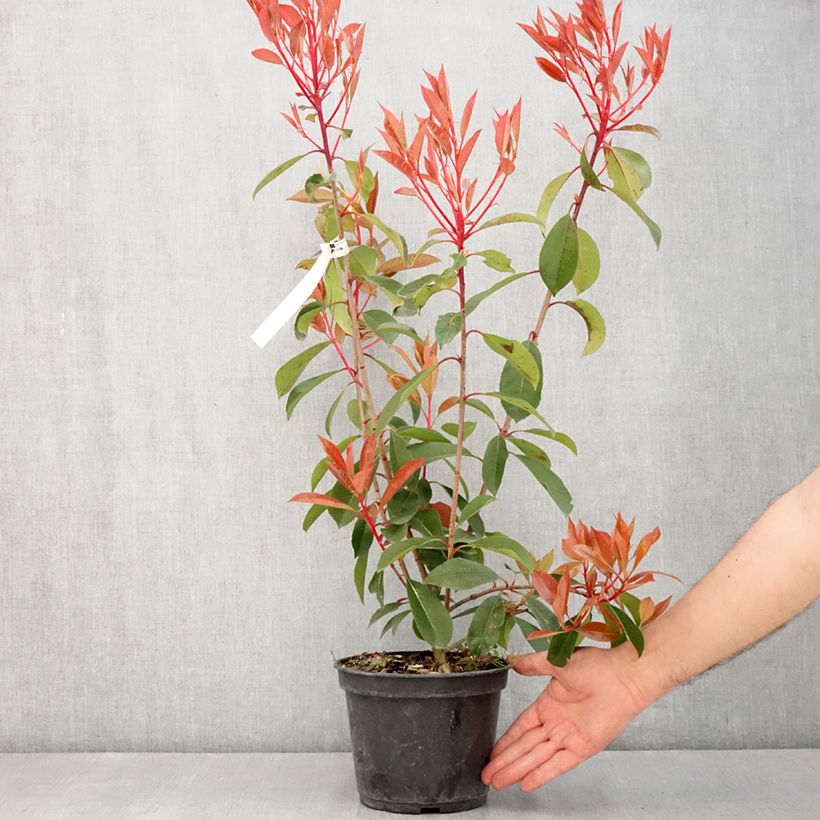 Exemplar von Rote Glanzmispel Red Light - Photinia fraseri Topf mit 3L/4LGelieferte Höhe ca. 30/40cm wie im Frühjahr geliefert