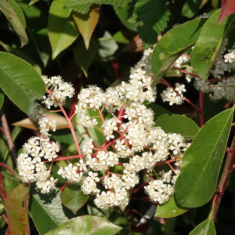 Rote Glanzmispel Red Light - Photinia fraseri (Blüte)