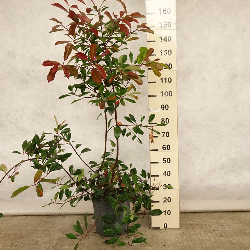 Exemplar von Rote Glanzmispel Red Robin - Photinia fraseri Topf mit 12L/15L wie im Sommer geliefert