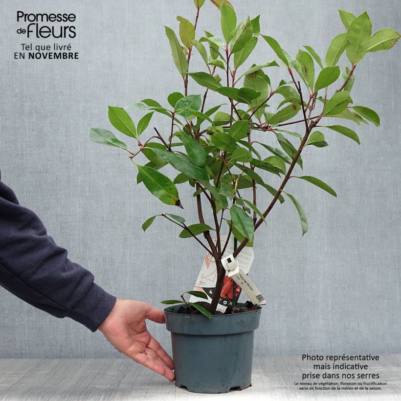 Exemplar von Rote Glanzmispel Red Robin - Photinia fraseri Topf mit 2L/3L wie im Herbst geliefert