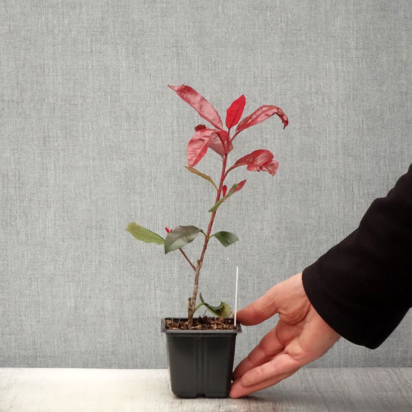 Exemplar von Rote Glanzmispel Red Robin Blood - Photinia fraseri Kleine Töpfe von 8/9 cmGelieferte Höhe ca. 10/15cm wie im Frühjahr geliefert
