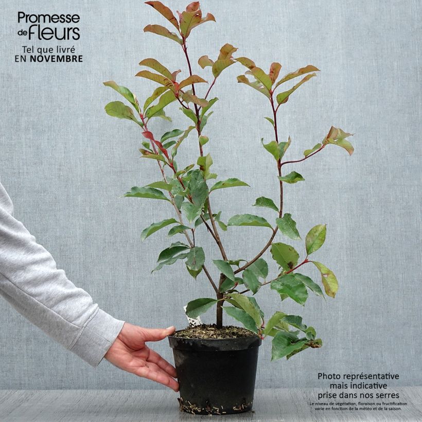 Exemplar von Rote Glanzmispel Red Select - Photinia fraseri Topf mit 3L/4L wie im Herbst geliefert