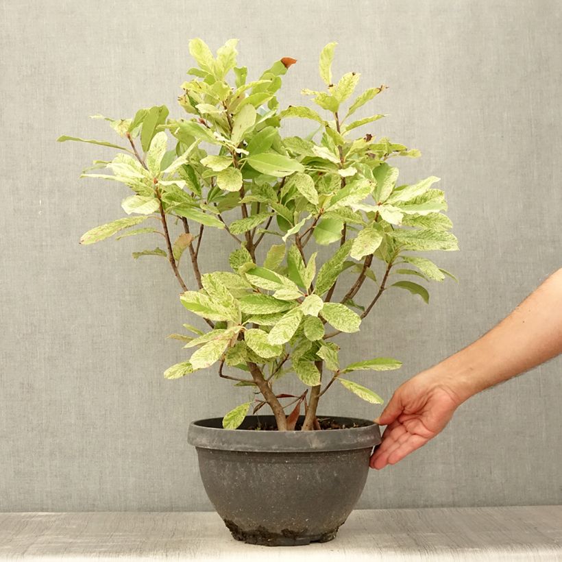 Exemplar von Photinia serratifolia Pink Crispy - Sägeblättrige Glanzmispel Topf mit 6L/7L wie im Sommer geliefert